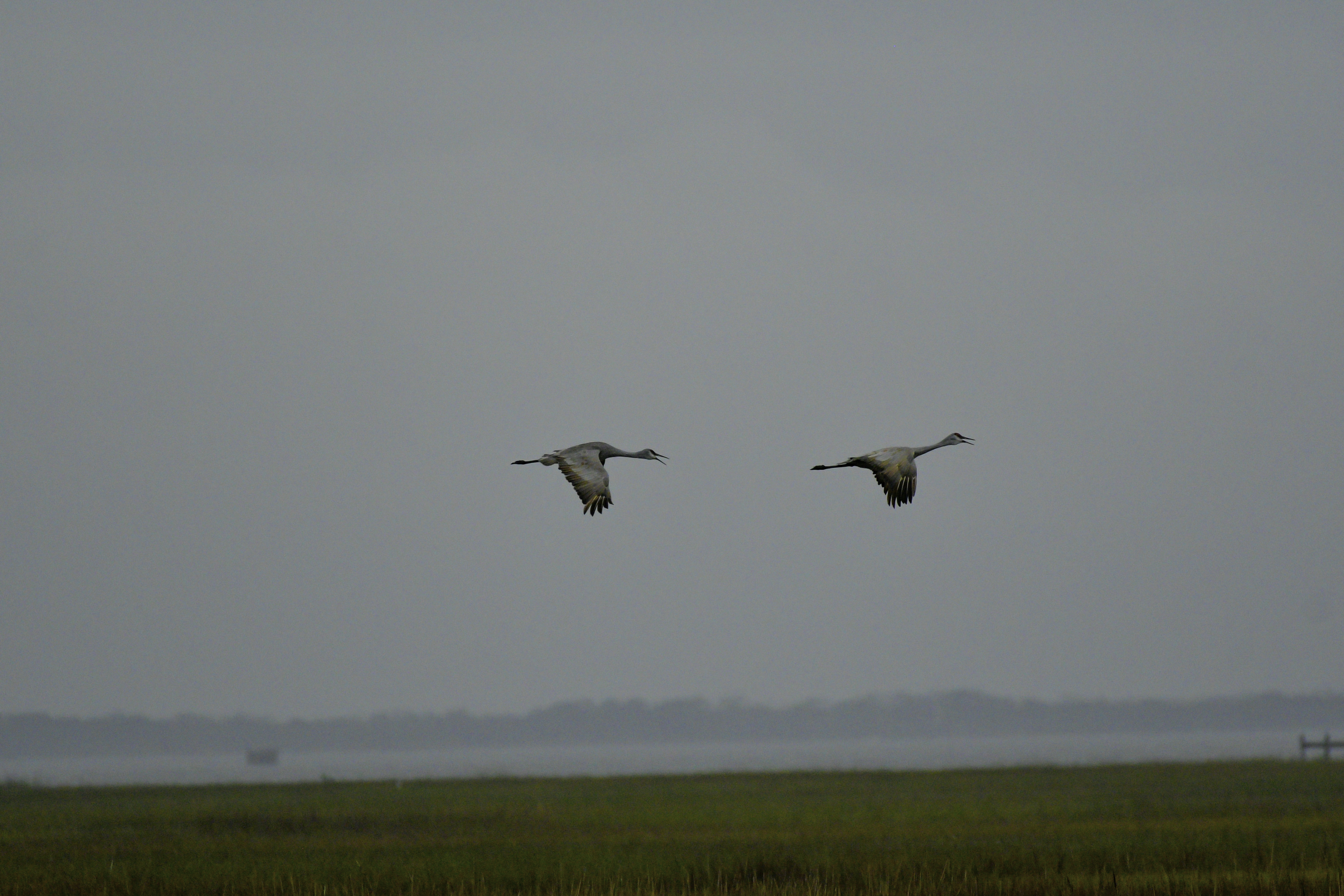 Sandhill Crane