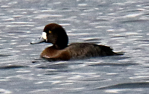 Female Greater Scaup