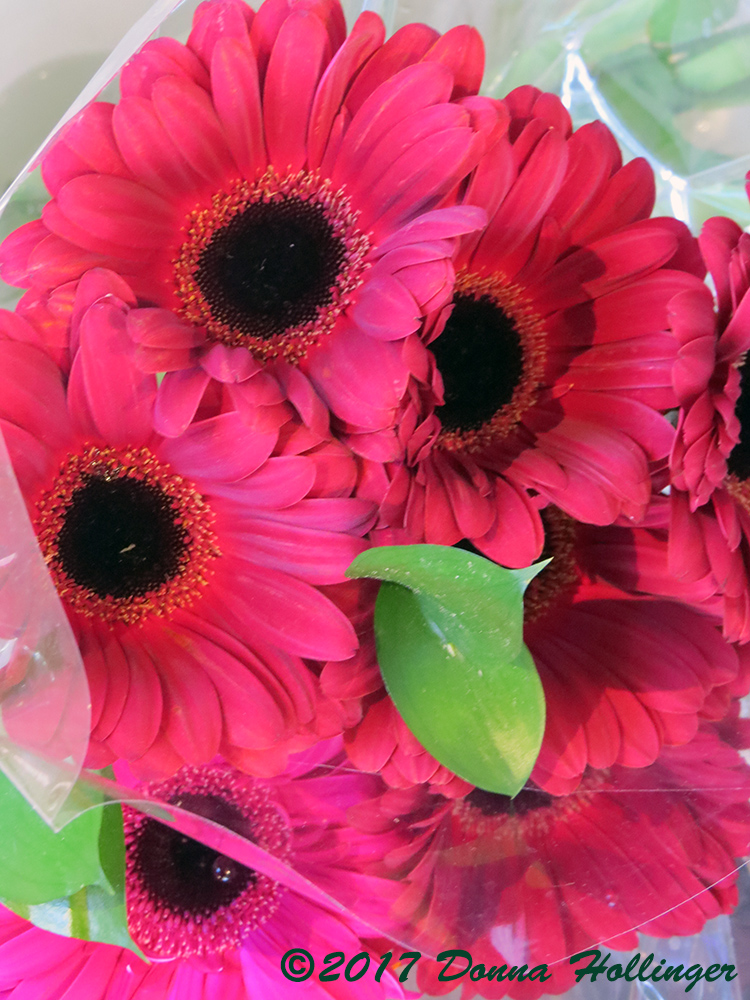 Gerbera At Star Market