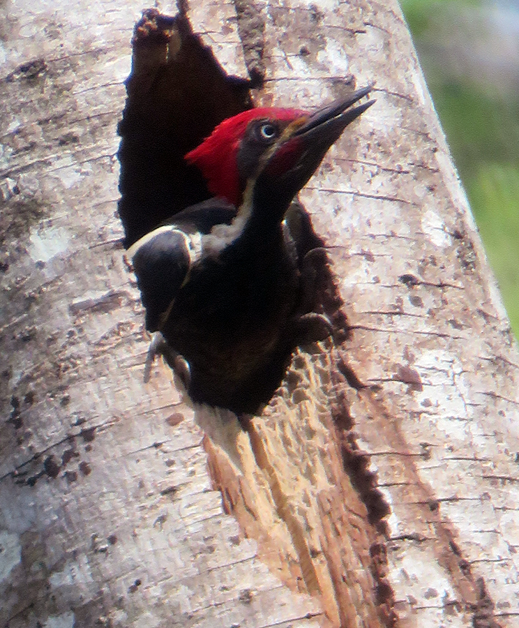 Lineated Woodpecker in El Valle de Anton