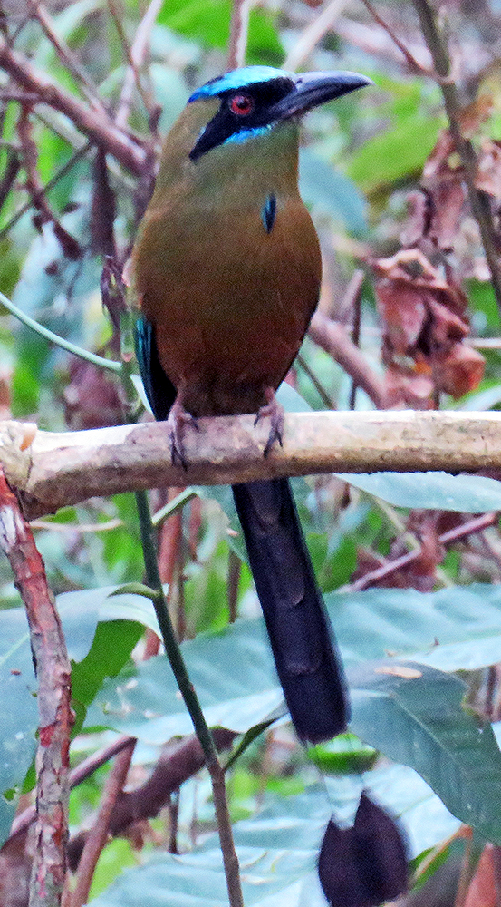 Blue-crowned Motmot