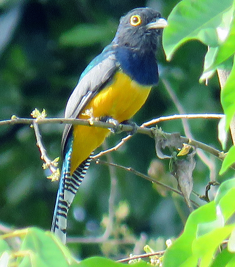 Violaceous Trogon