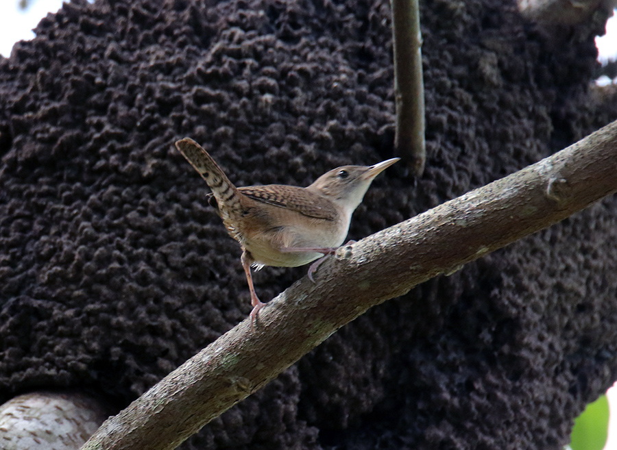 Looking for a nest - Wren 