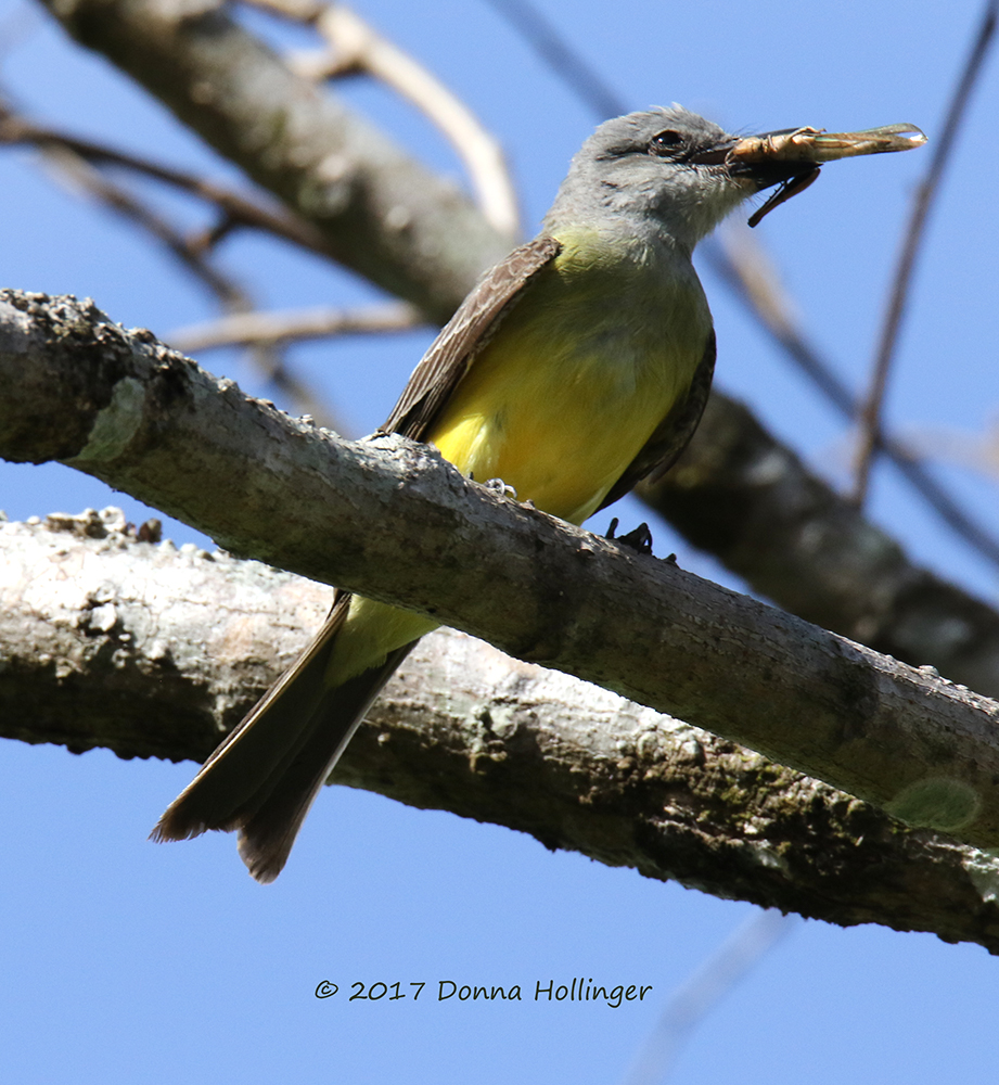 Tropical Kingbird with Katydid