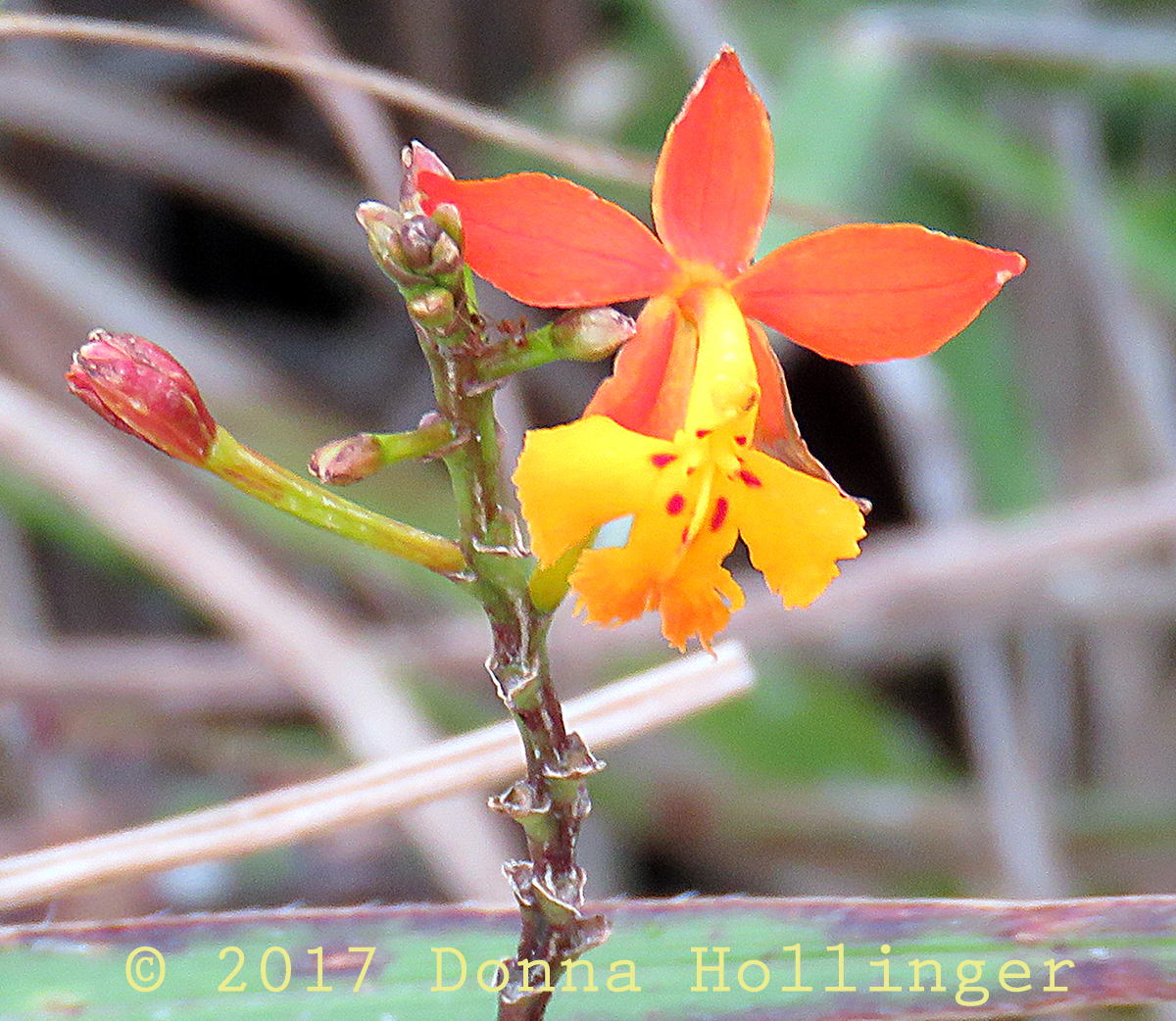 Yellow Orange Orchid