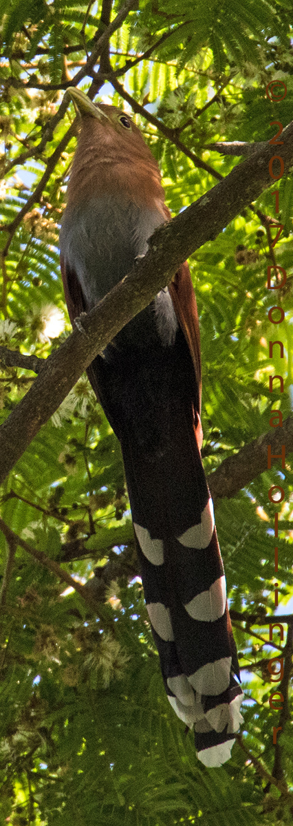 Squirrel Cuckoo, Piaya cayana