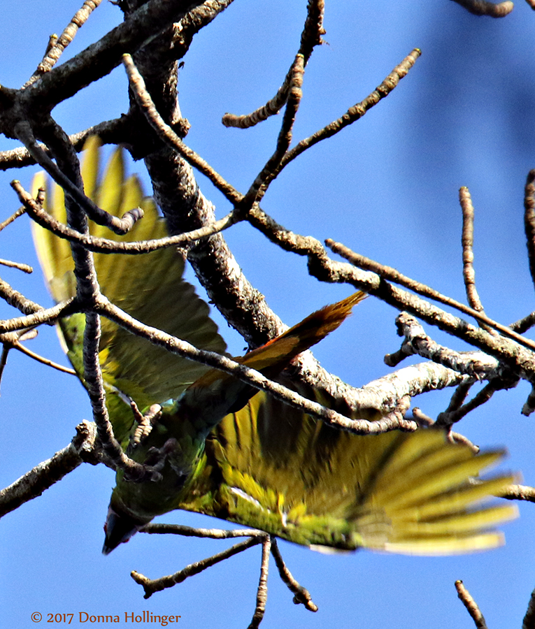 Head and yellow underwing of a Great Green Macaw