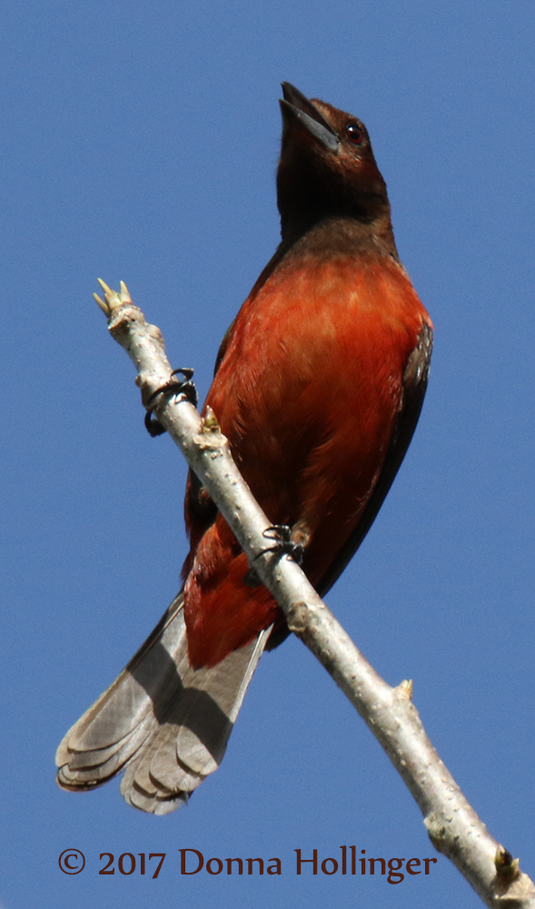 Rosy Thrush-Tanager Rhodinocicla rosea