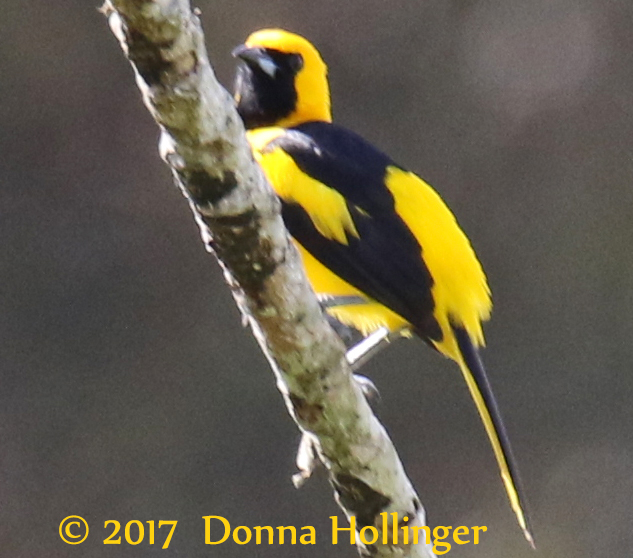 Yellow-tailed Oriole Icterus mesomelas