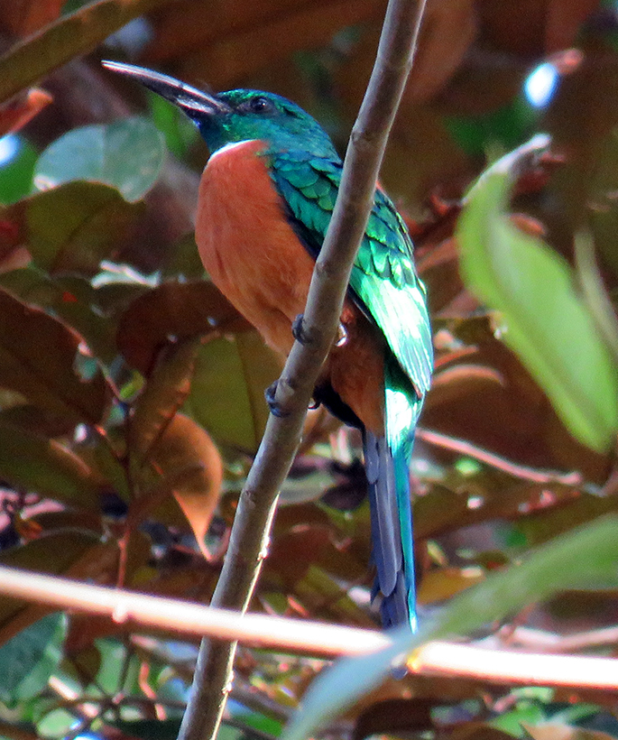 Great Jacamar