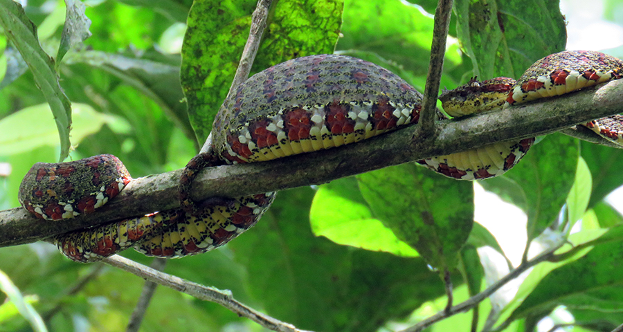 Eyelash Viper Swollen with a hummingbird in its stomach