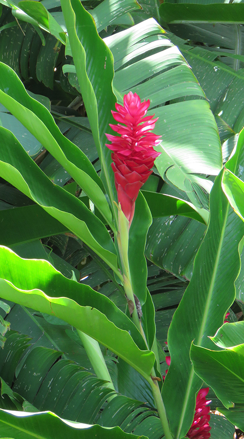 Bromeliad Inflorescence