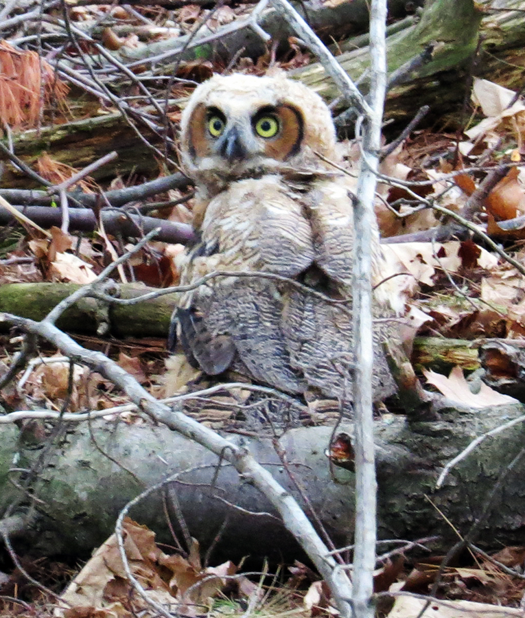 Great Horned Owlette who hasnt learned how to fly!