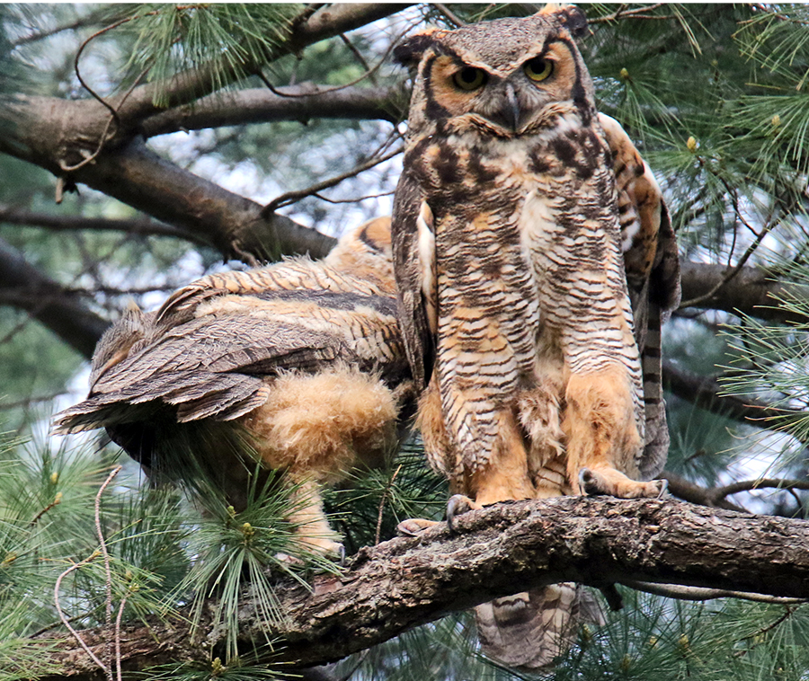 Little Owl is snuggling with the Big Owl