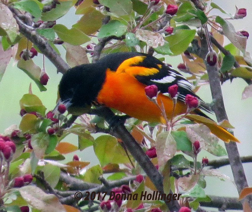 Baltimore Oriole in a Crabapple Tree