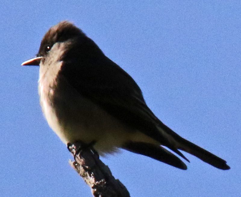 Olive-sided Flycatcher