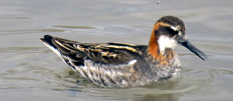 Male  Red-necked Phalarope Feeding