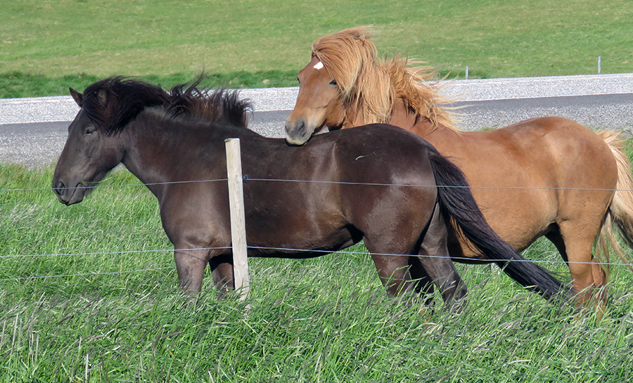 Two Icelandic Horses, recent parents 