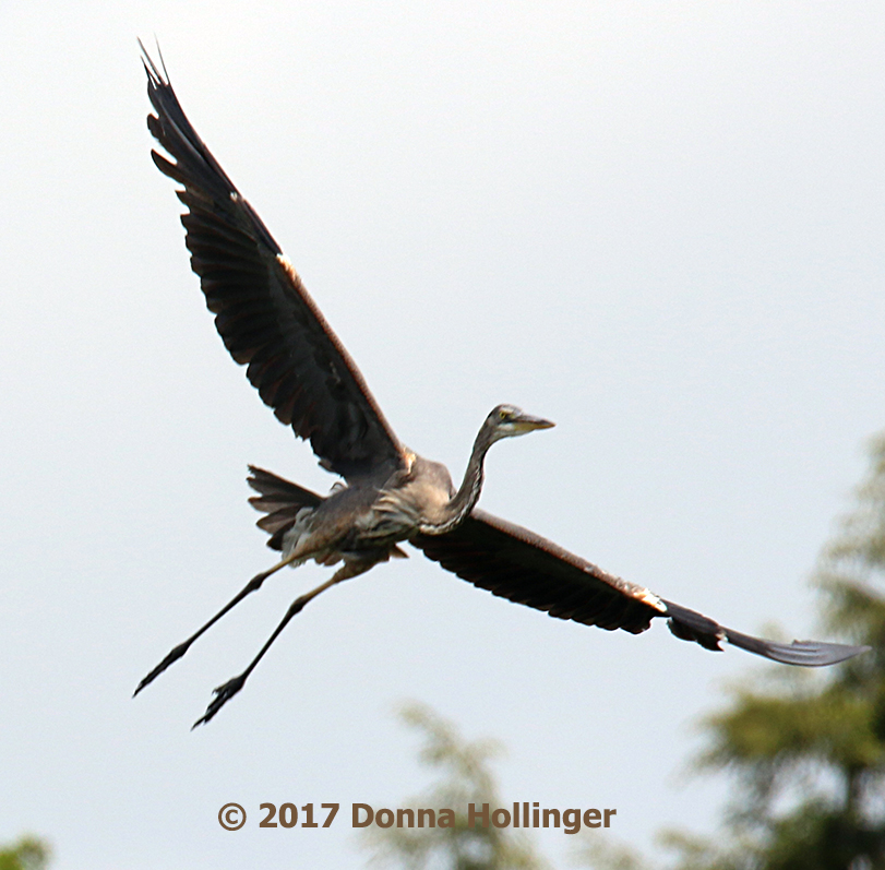 Little Big BABY Heron