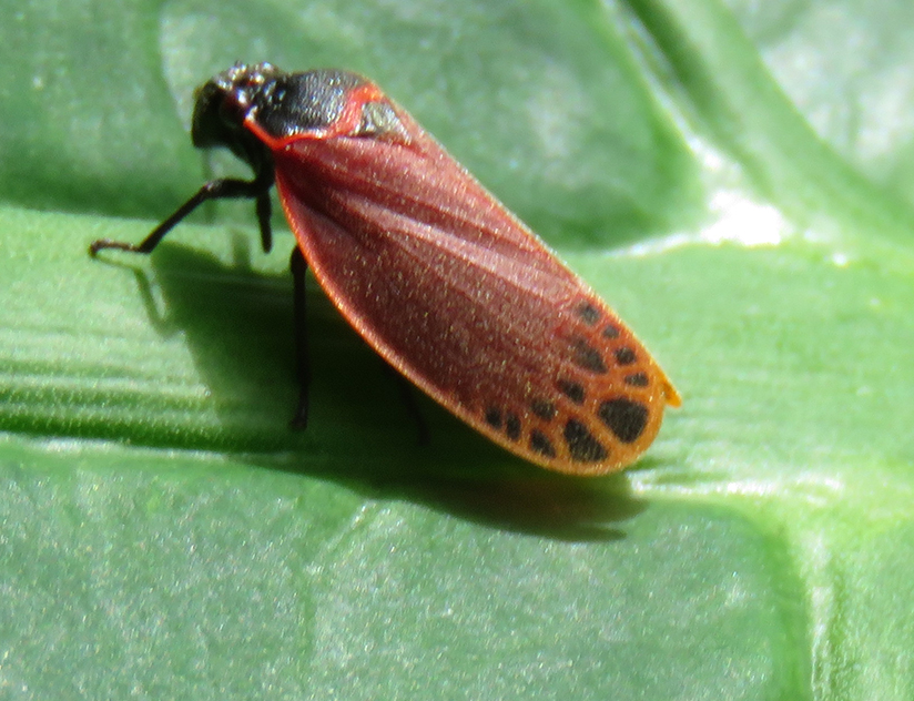 Leaf Hopper on a Leaf