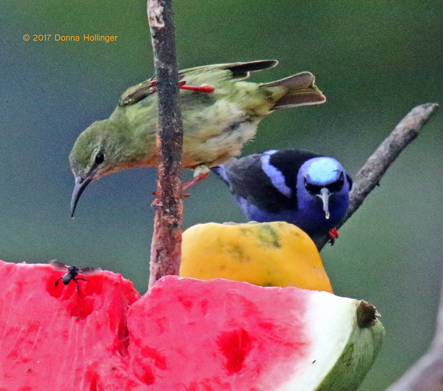 Female Green honeycreeper, and Red Legged Honeycreeper (Male)