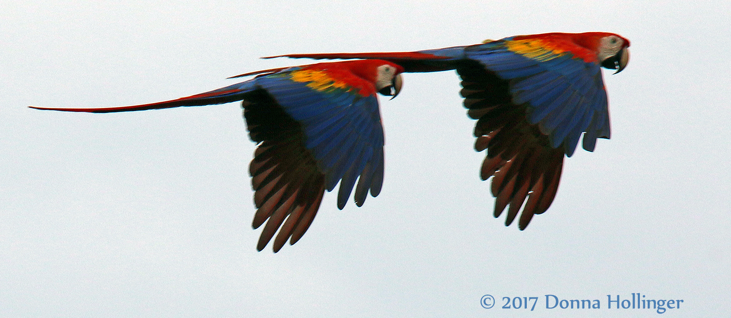 Scarlet Macaws (Ara macao) Flying By