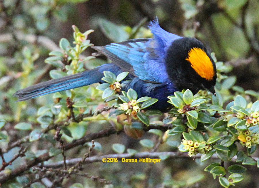 Golden Crowned Tanager