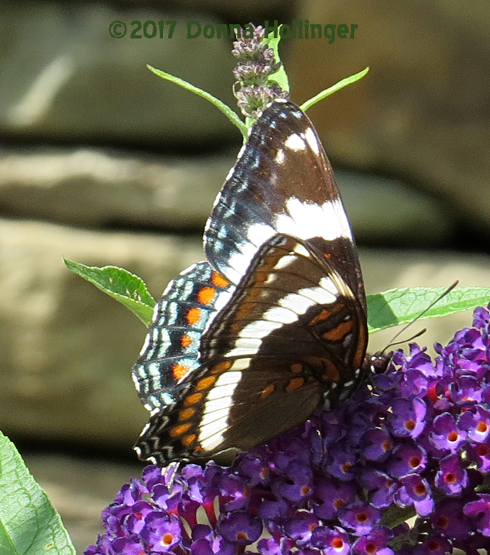 Red Admiral on Butterfly Bush