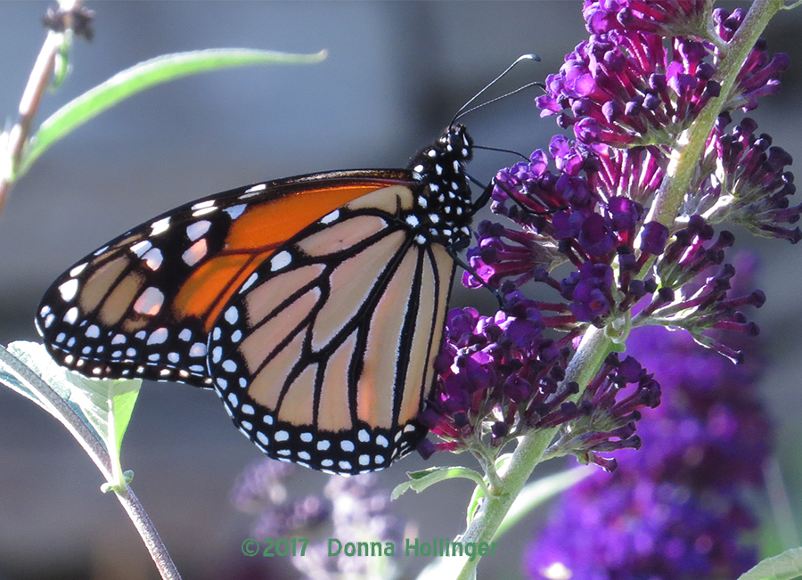 Monarch on the Butterfly Weed