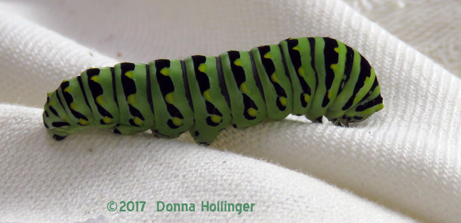 My  last glimpse of Caterpillar today...BST...who turned Green!