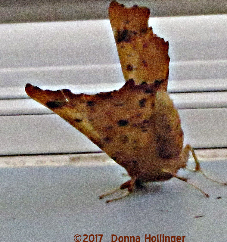 Moth?