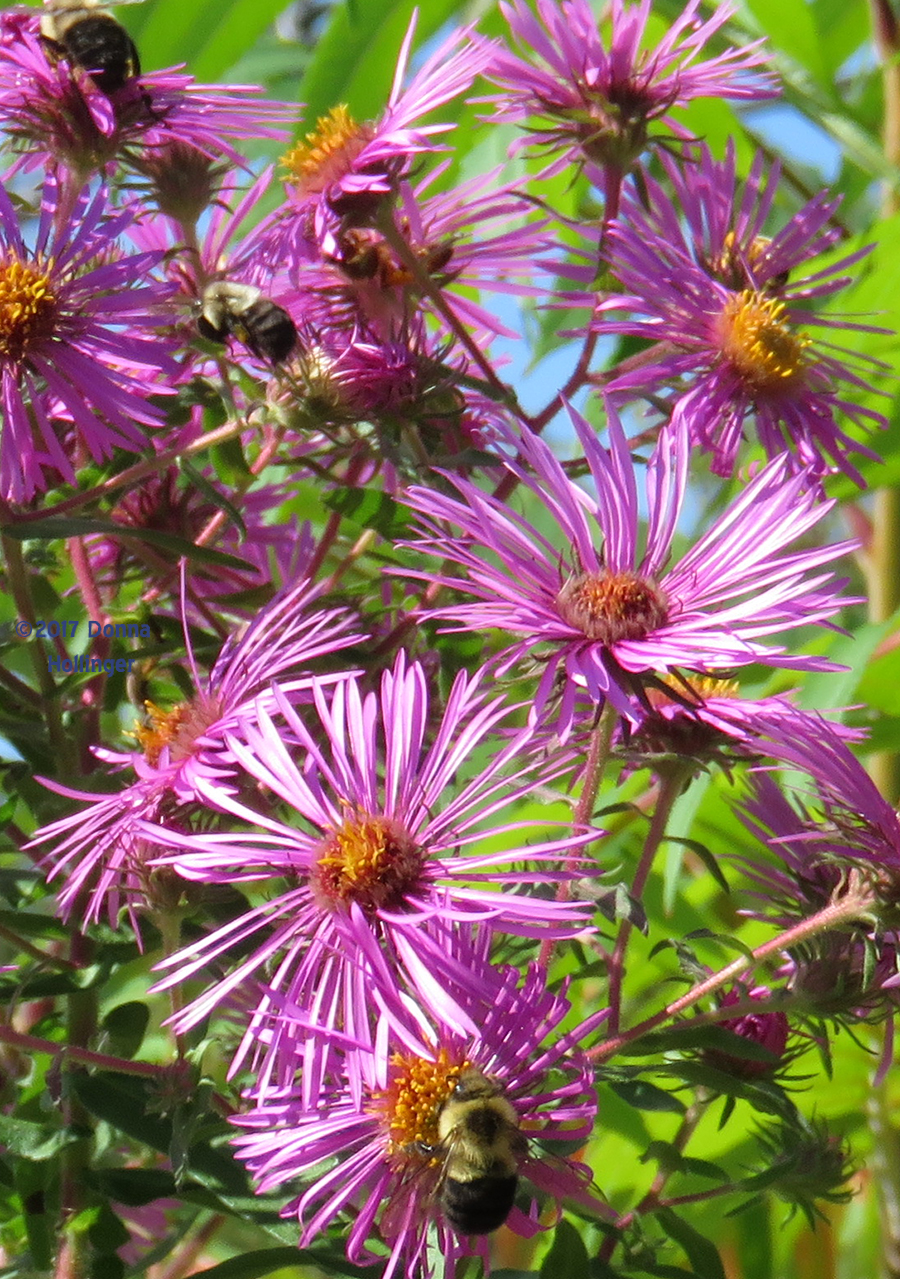 Bees on Asters in the Sun