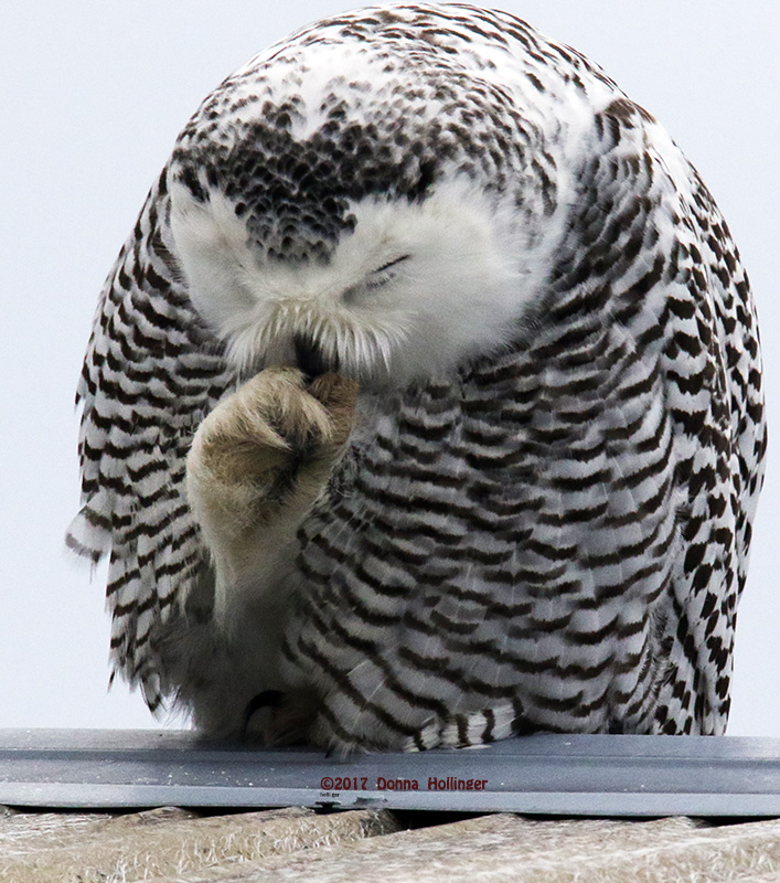 Sniff...Sniff Miss Snow OWl