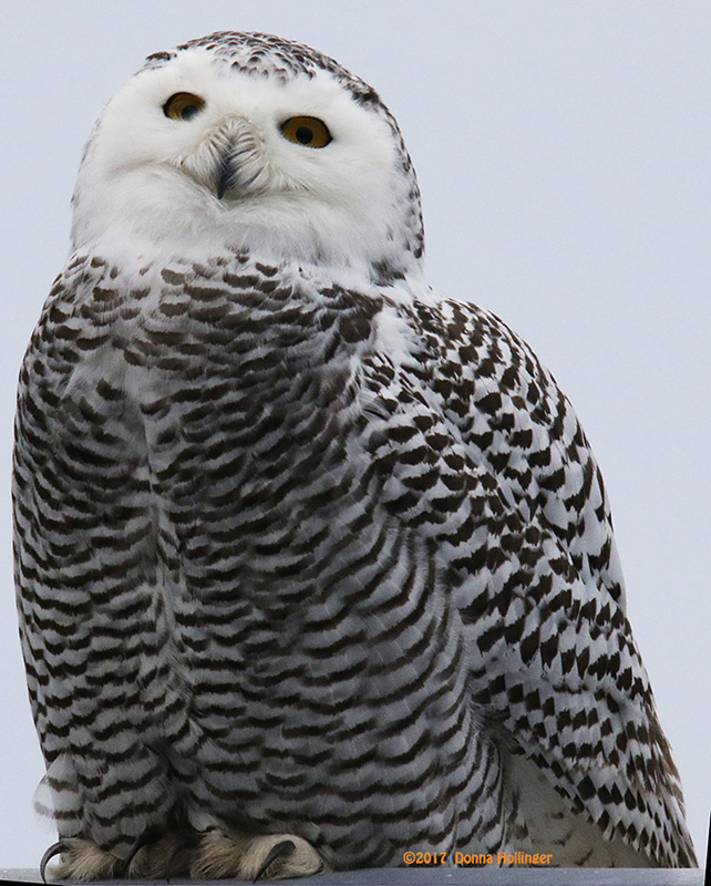 Sitting Pretty Snowy