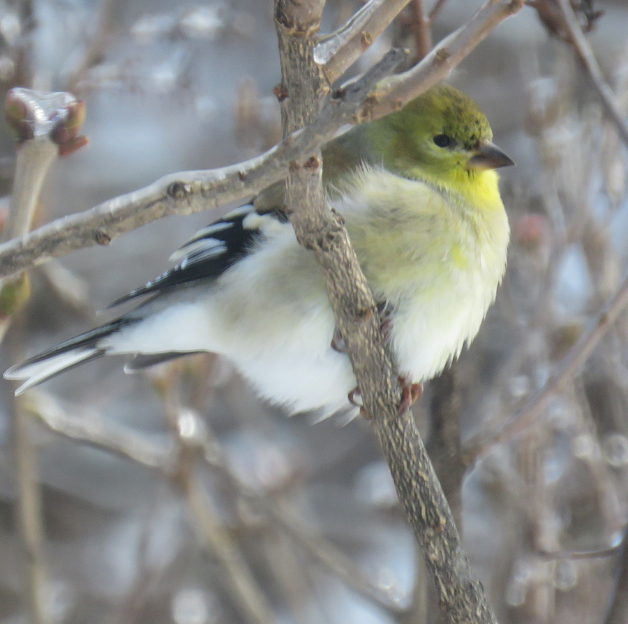 Winter plumage on Goldfinches