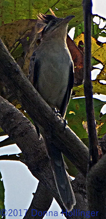 Royal Flycatcher, Crest Partially Raised