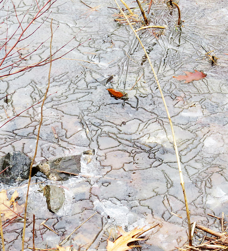 IceLines at Fresh Pond