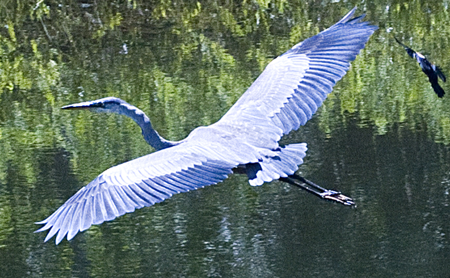 Great Blue Heron being chased by our GUTSY RedWinged BB