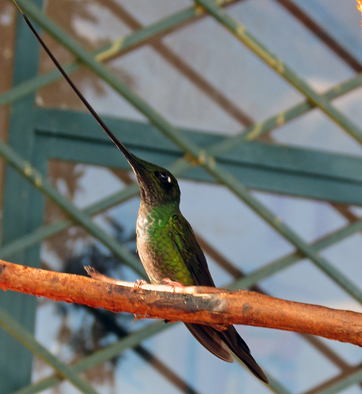Sword Billed Hummer for the Datura...