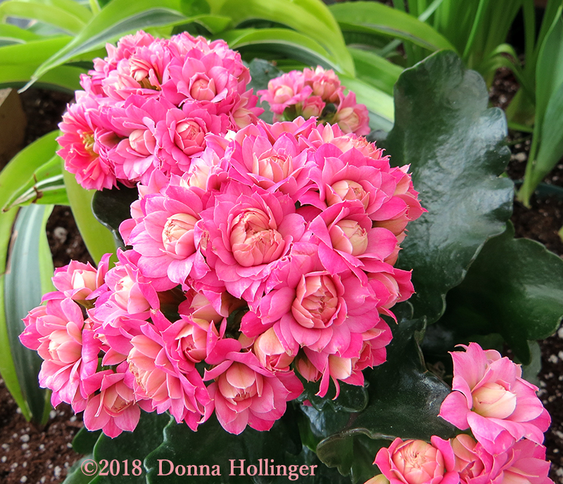 Frilly Kalanchoe Happy Valentines Day!
