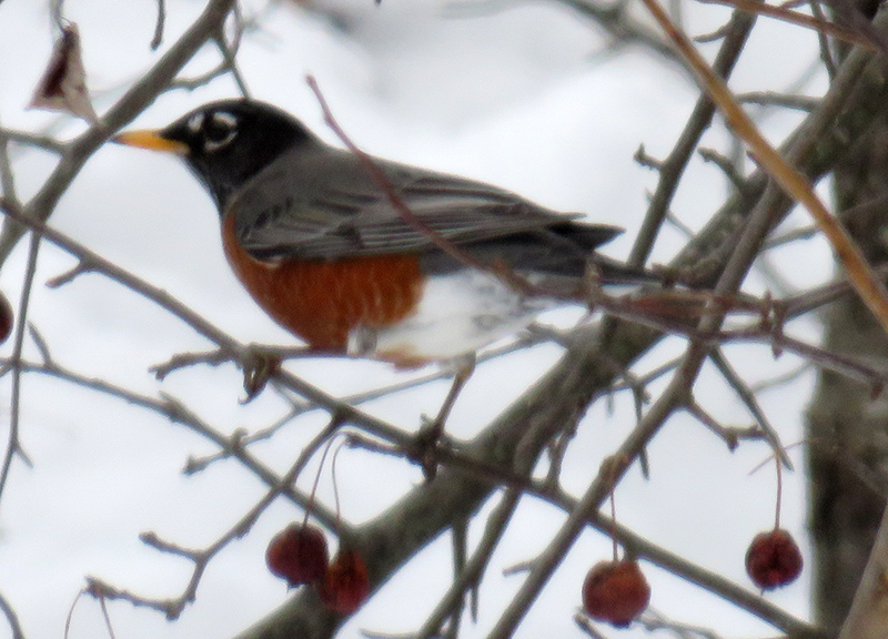 Campbell Flats Robin