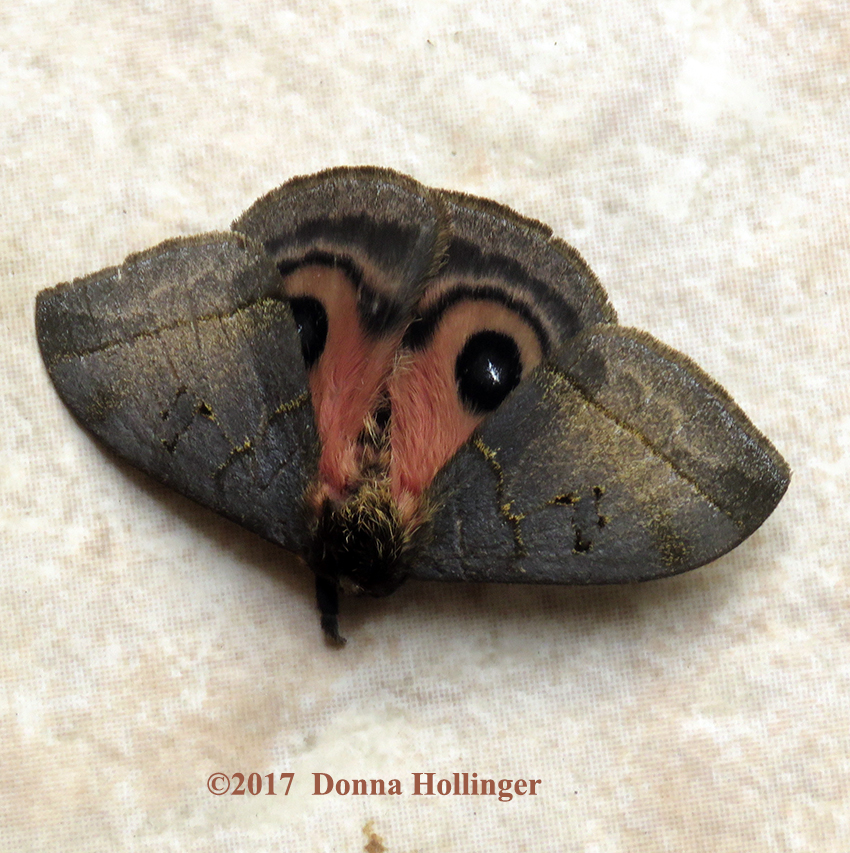 Butterfly in Arenal, Costa Rica