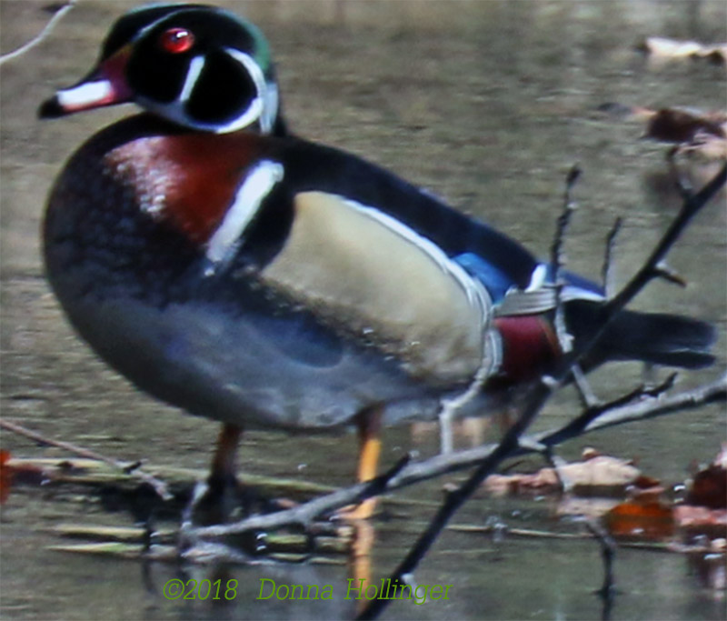 Male Woodduck at Campbell Flats!