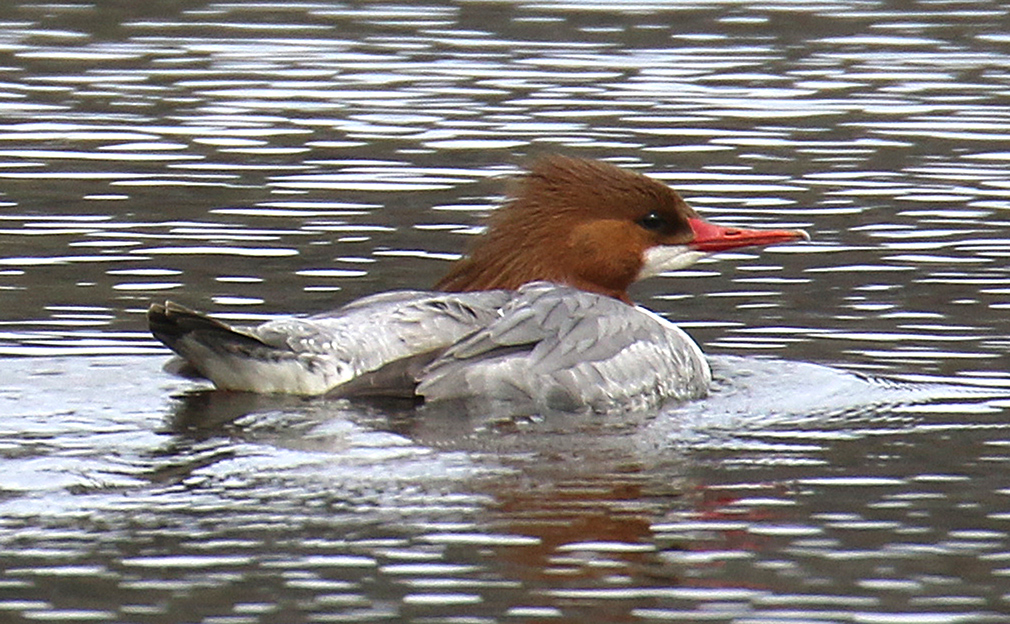 Female Common Merganser