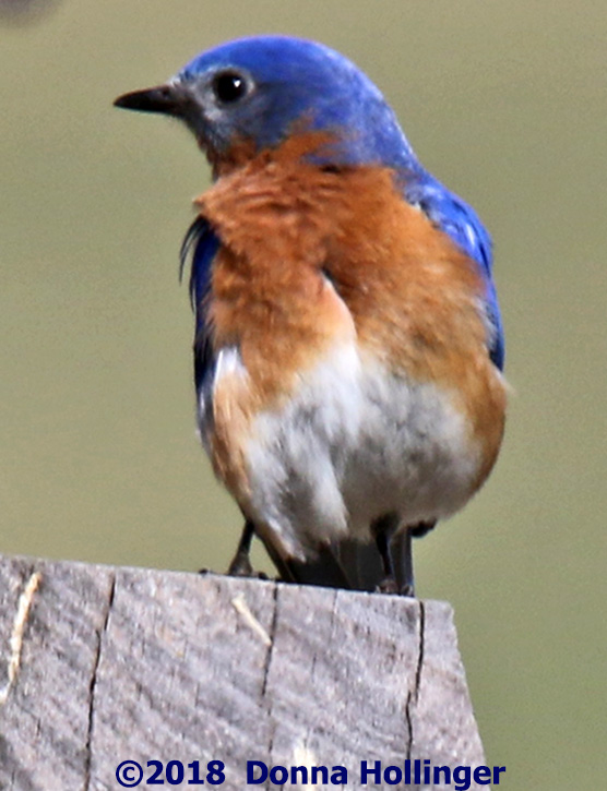 Male Bluebird near a Nesting Box