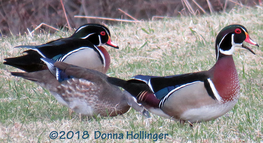 On the way home from Yoga, I saw these woodducks!