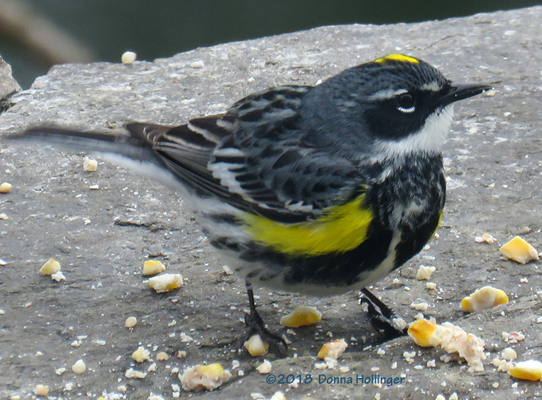 Myrtle Warbler eating suet on the Patio