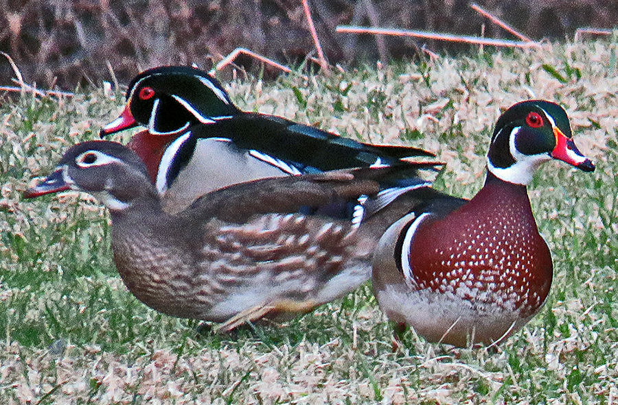 Two Males and a Female: Wooducks