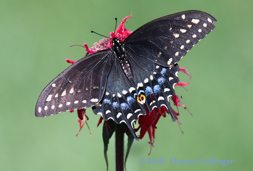 Black swallowtail on BeeBalm