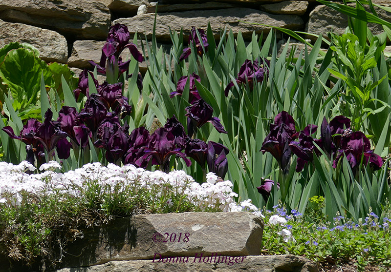 Cesars Brother Iris This Spring in the Banked Garden